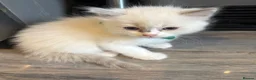 Ragdoll cats for sale: Beautiful girl Ragdolls  - Advert 13