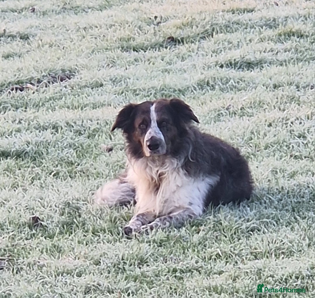 Mixed Breed dogs for sale: Stunning rough coated lurchers - Image 10