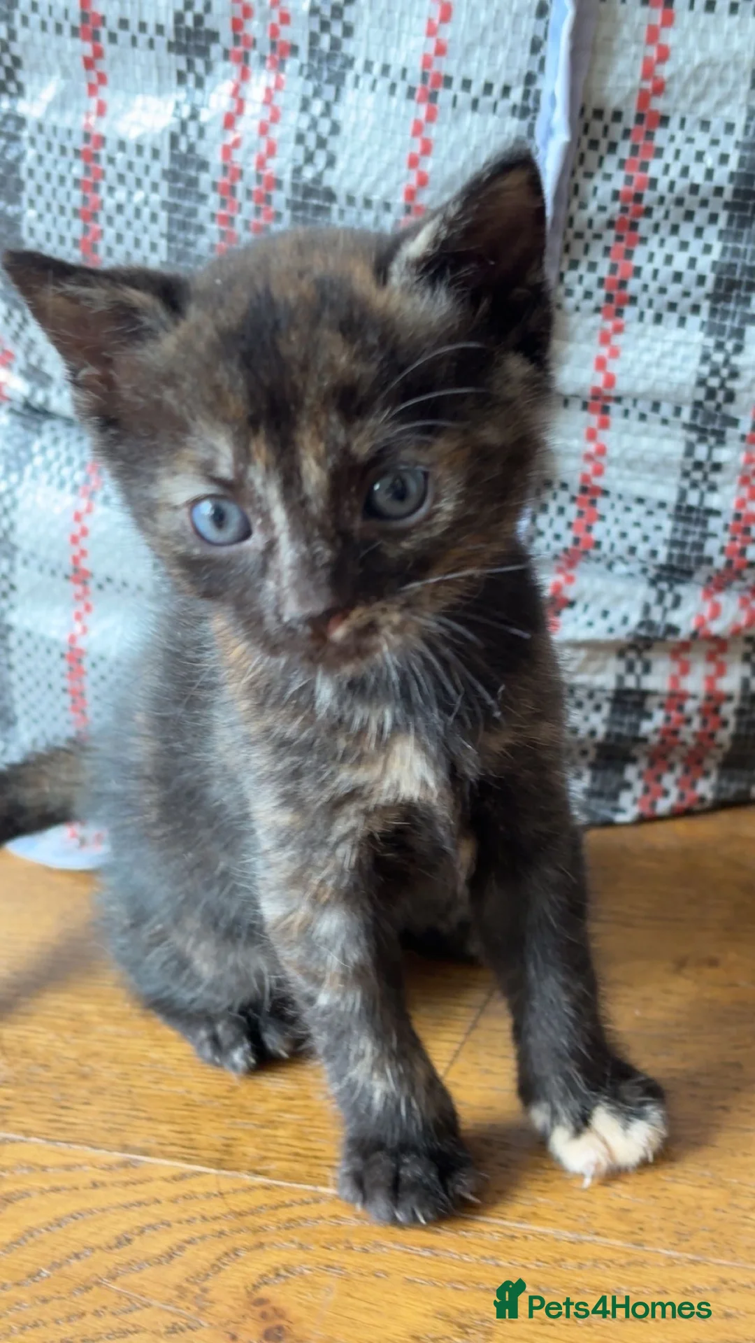 British Shorthair cats for sale: Kittens for sale - Advert 2