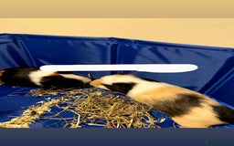 Guinea Pig rodents for sale: 2 male guinea pigs looking for a new home  - Image 1
