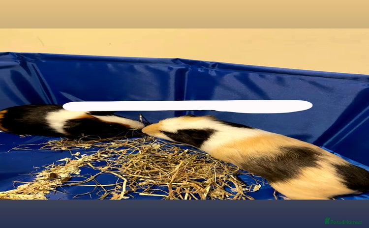 Guinea Pig rodents - Advert 9