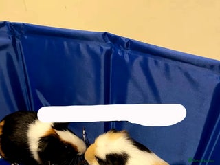 Guinea Pig rodents - Advert 14