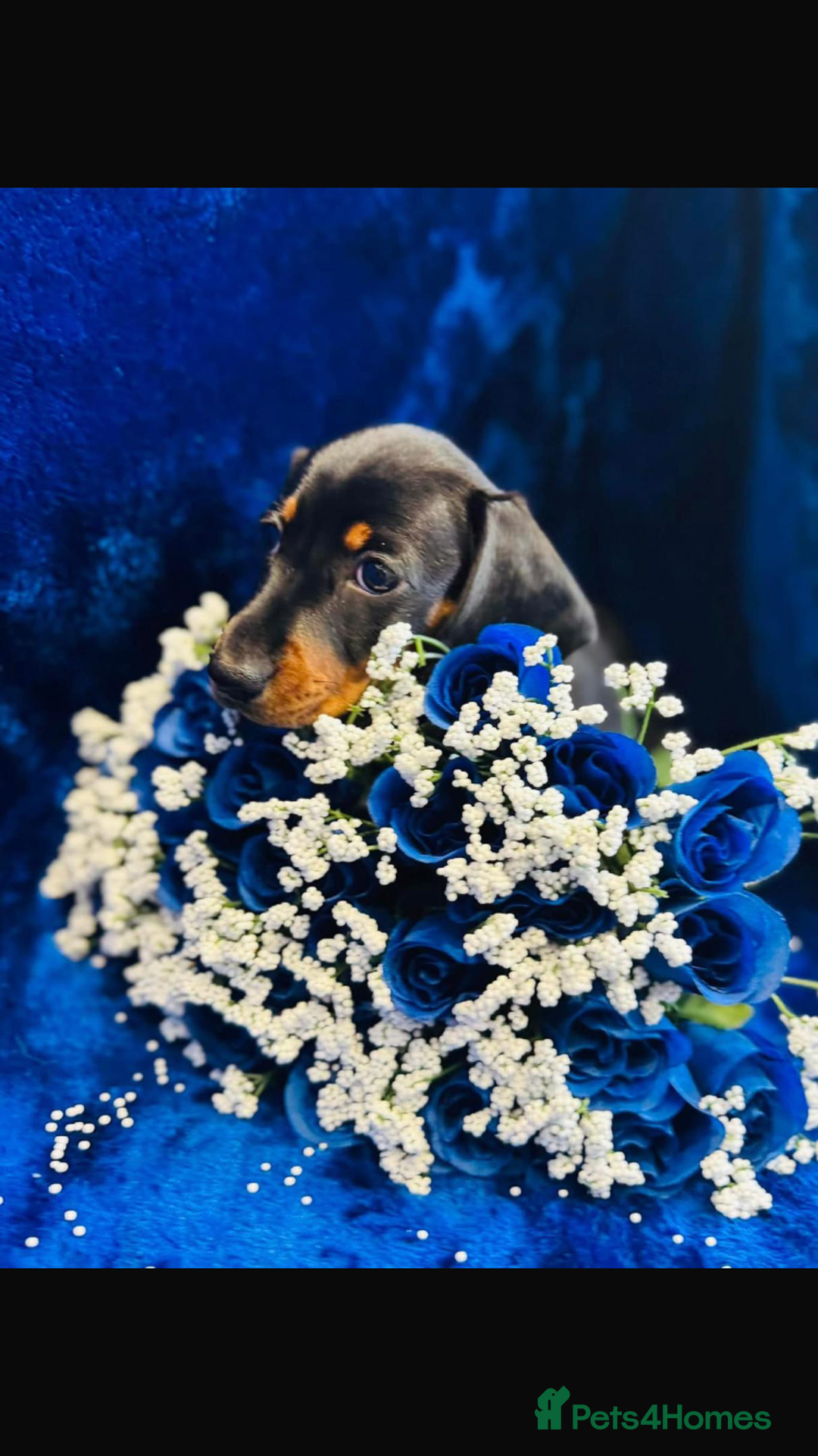 Dachshund dogs for sale: KC registration dachshund  - Advert 1