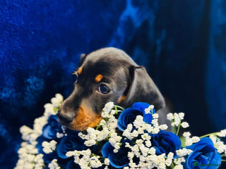 Dachshund dogs KC registration dachshund - Advert 8