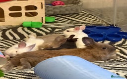 Mixed Breed rabbits for sale: Dwarf Lionhead X Polish Rabbit Kits (Indoor Mixed) - Image 8