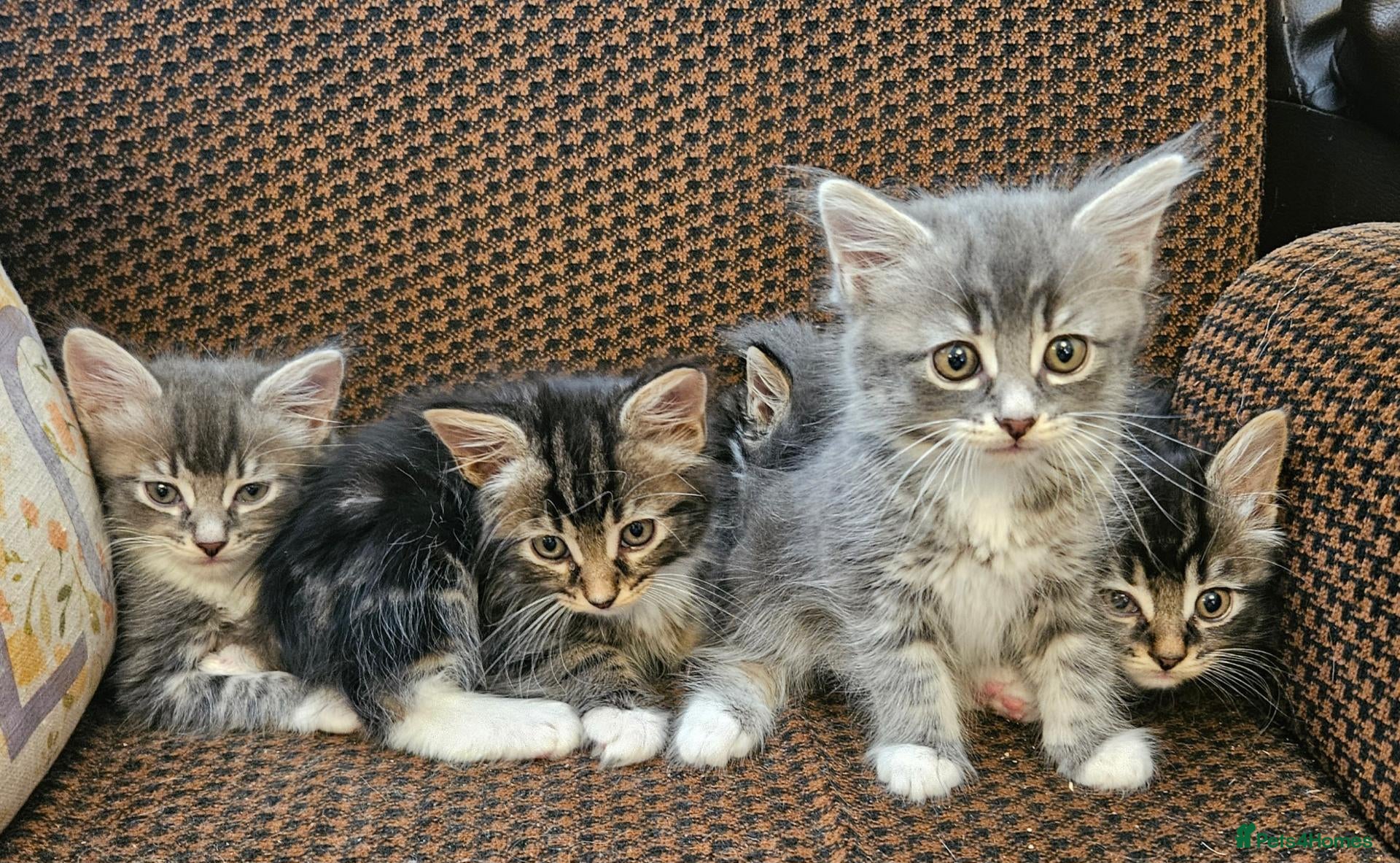 Mixed Breed cats Amazing kittens - Advert 1