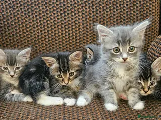 Mixed Breed cats Amazing kittens - Advert 3
