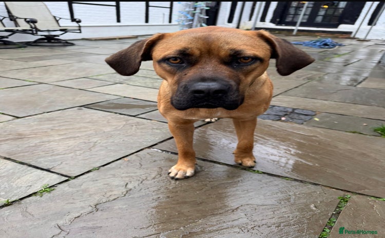 Mixed Breed dogs Beautiful Girl for sale  - Advert 1