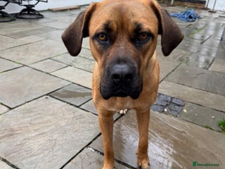 Mixed Breed dogs for sale: Beautiful Girl for sale - Advert 1