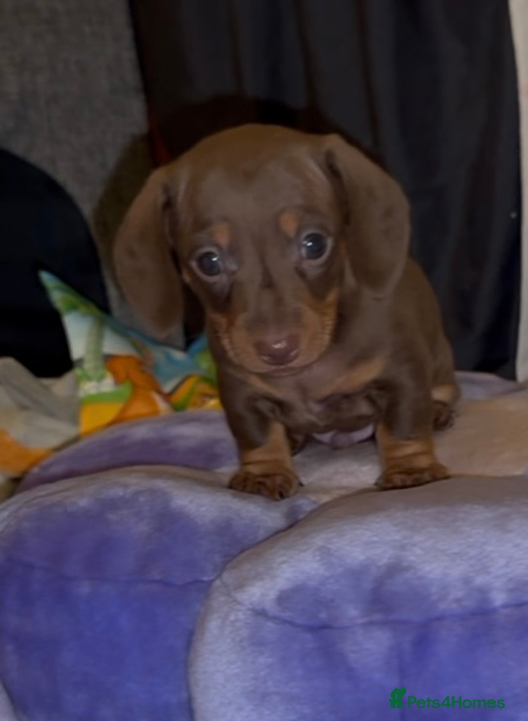 Miniature Dachshund dogs for sale: 🐾🌟KC Reg Miniature Dachshund Puppies🌟🐾 - Advert 25