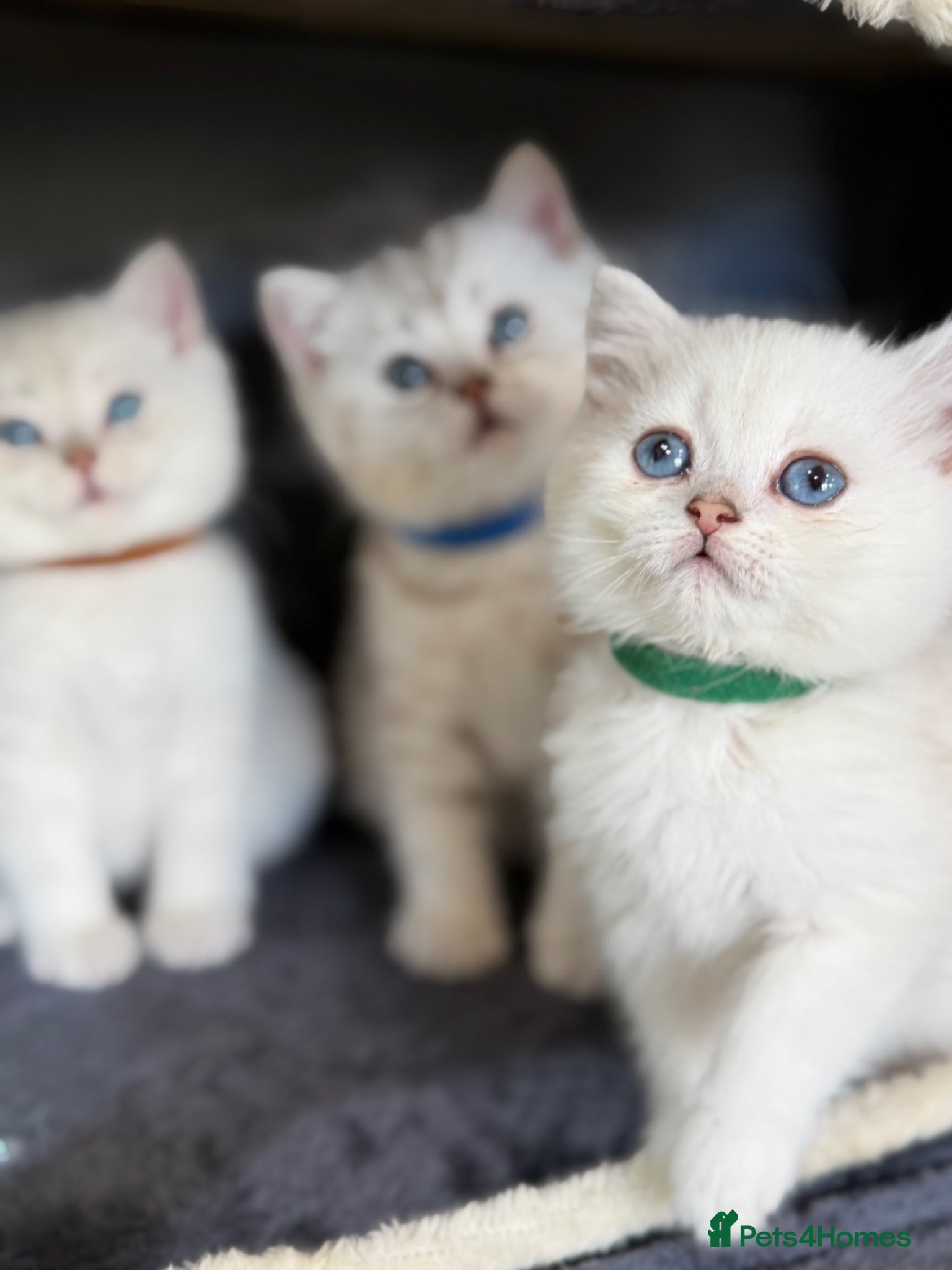 British Shorthair cats British sh kittens Golden point TICA - Advert 8