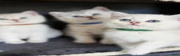 British Shorthair cats for sale: British sh kittens Golden point TICA - Advert 5