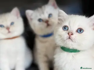British Shorthair cats British sh kittens Golden point TICA - Advert 8