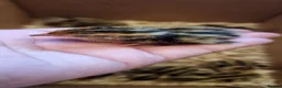 Quail poultry for sale: 🐣 Live Jumbo Coturnix Quail Chicks – Ready Now!  - Advert 9
