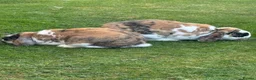 Mini Lop rabbits for sale: Two mini lops - male and female 4 years old in Huntingdon - Advert 2