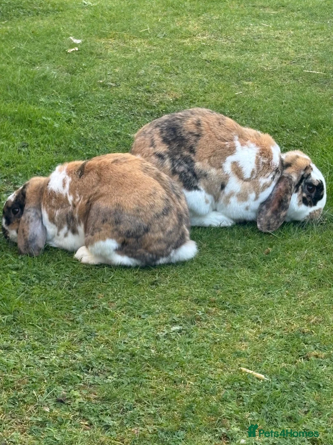 Mini Lop rabbits for sale: Two mini lops - male and female 4 years old in Huntingdon - Advert 2