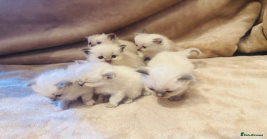Ragdoll cats - Advert 10