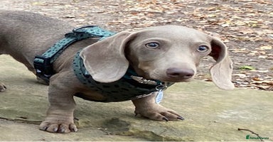 Miniature Dachshund dogs - Advert 8