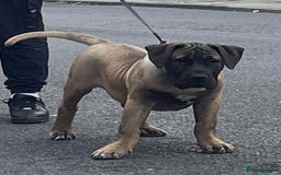 Presa Canario dogs for sale: Presa canario - Image 3