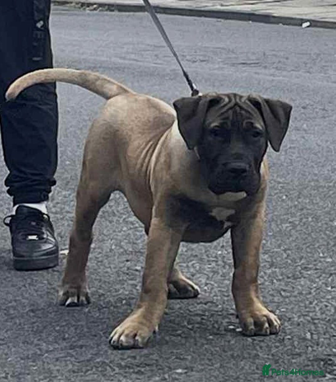 Presa Canario dogs for sale: Presa canario - Image 3