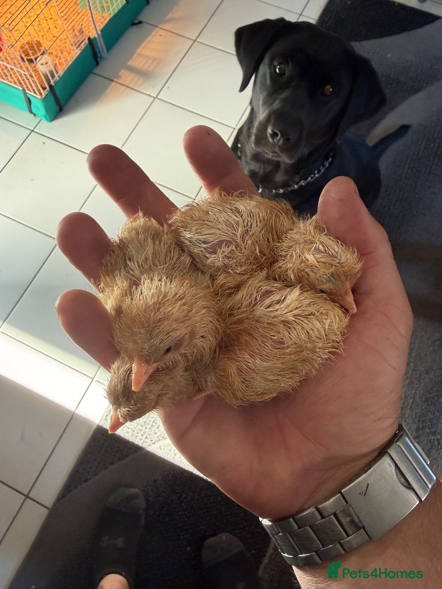 Chickens poultry Buff orpingtons,Day olds coming soon,  - Advert 1