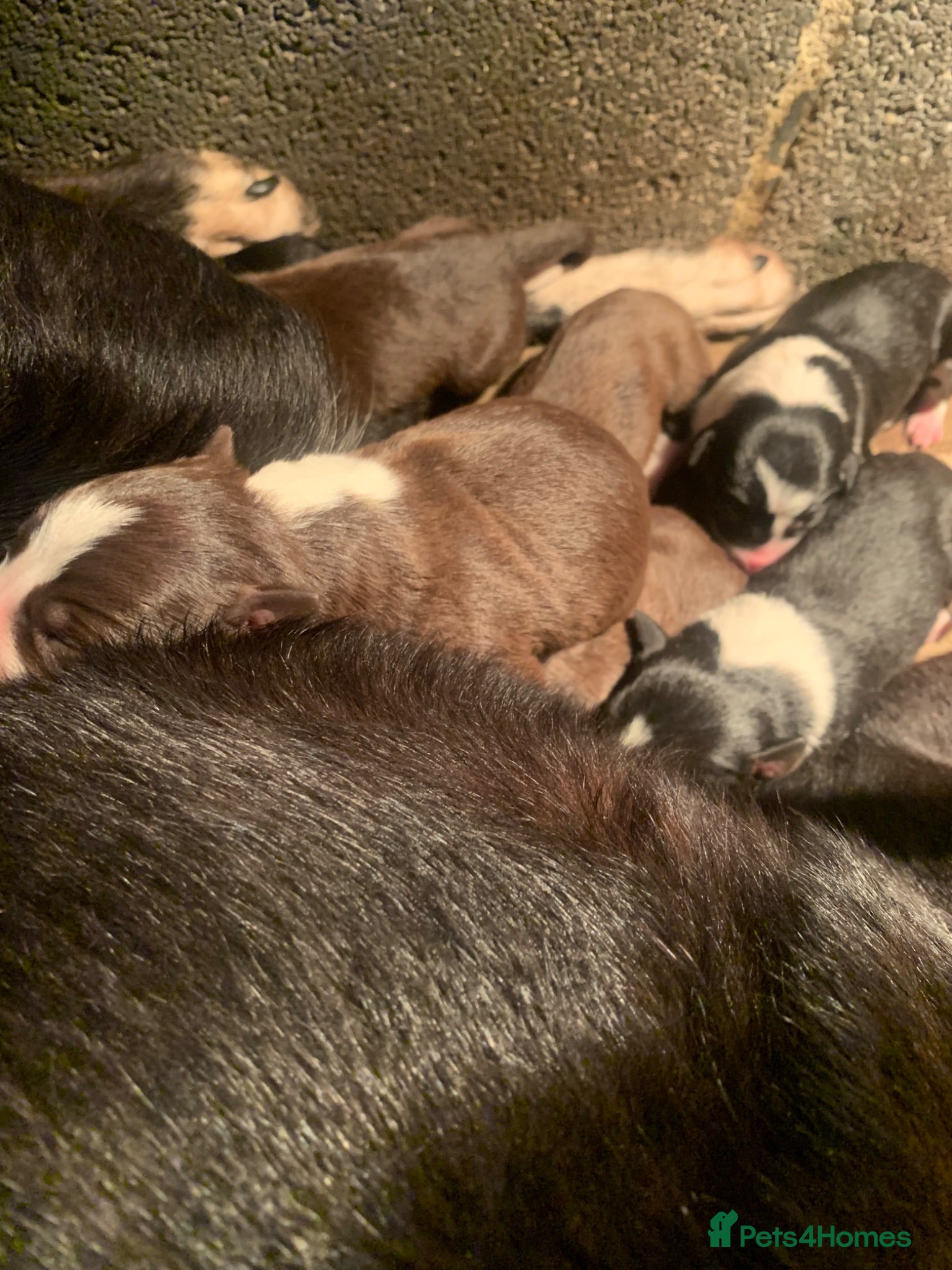 Border Collie dogs 7 Border Collie ISDS Registered Pups for Sale - Advert 2