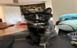 Mixed Breed cats for sale: Adorable female kitten and her mother! ASAP - Image 6