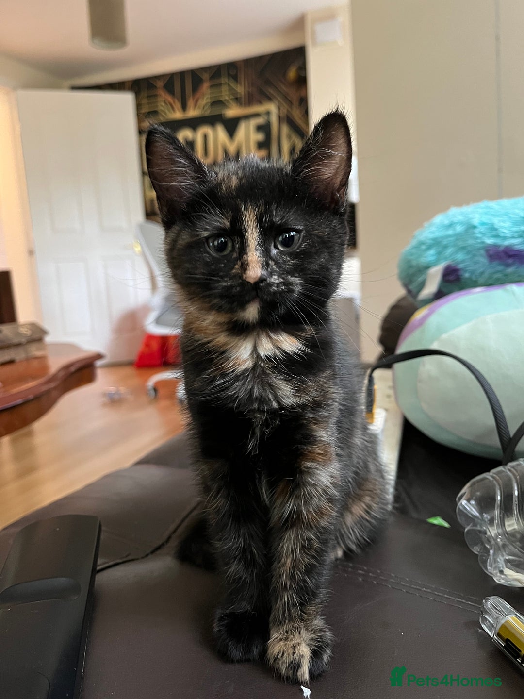 Mixed Breed cats for sale: Adorable female kitten and her mother! ASAP - Image 6