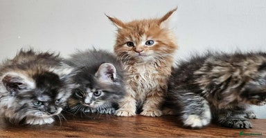 Maine Coon cats - Advert 6