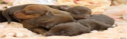 Miniature Dachshund dogs for sale: KC Miniature Dachshund Puppies - Advert 6