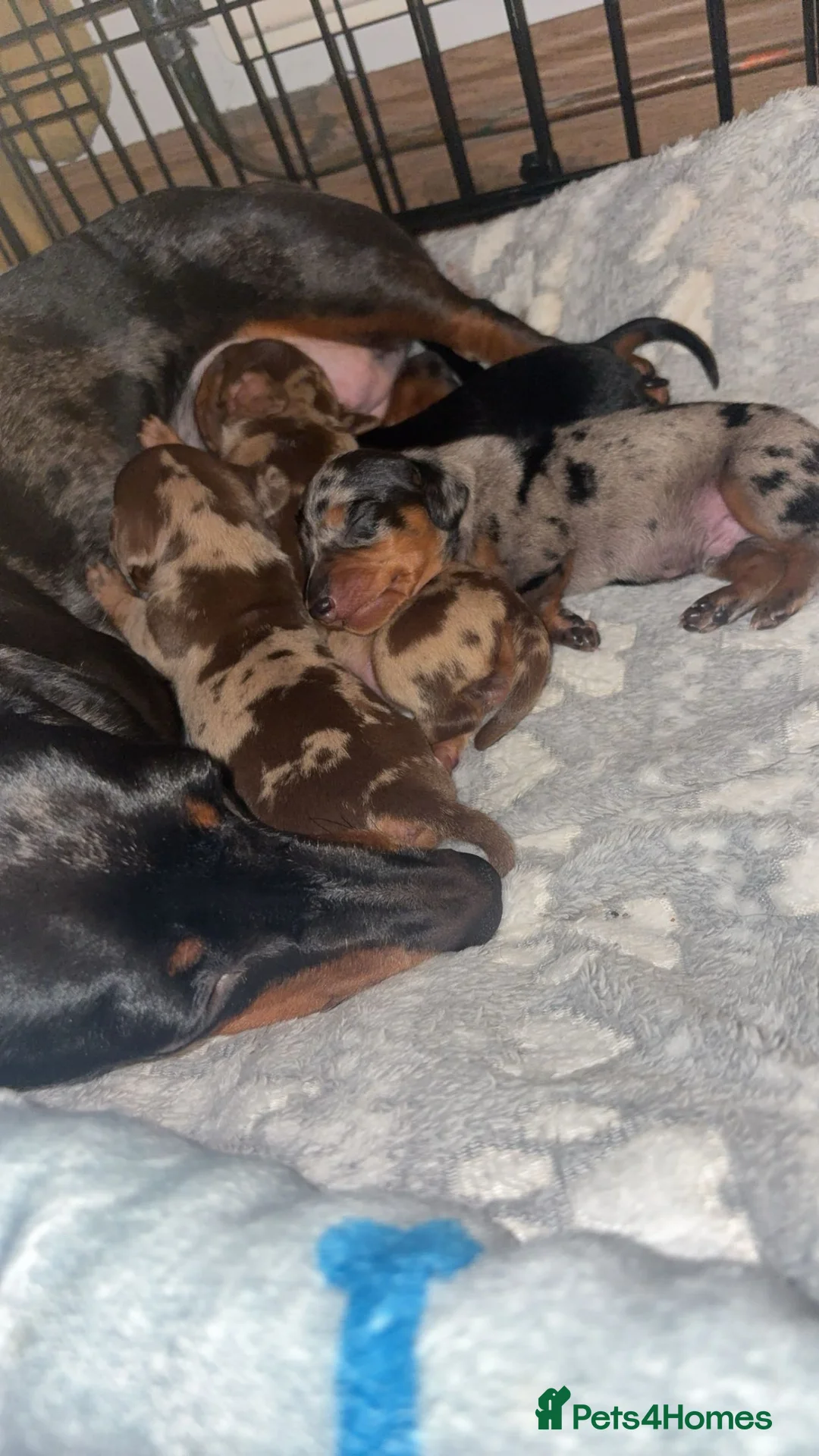 Miniature Dachshund dogs for sale: 4 Gorgeous Girls - Advert 1