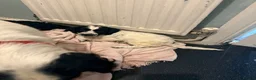 Cockapoo dogs for sale: Adorable cockapoo puppies  in Tilbury - Advert 19
