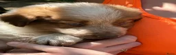 Border Collie dogs for sale: Stunning Border Collie pups in ELY - Advert 26