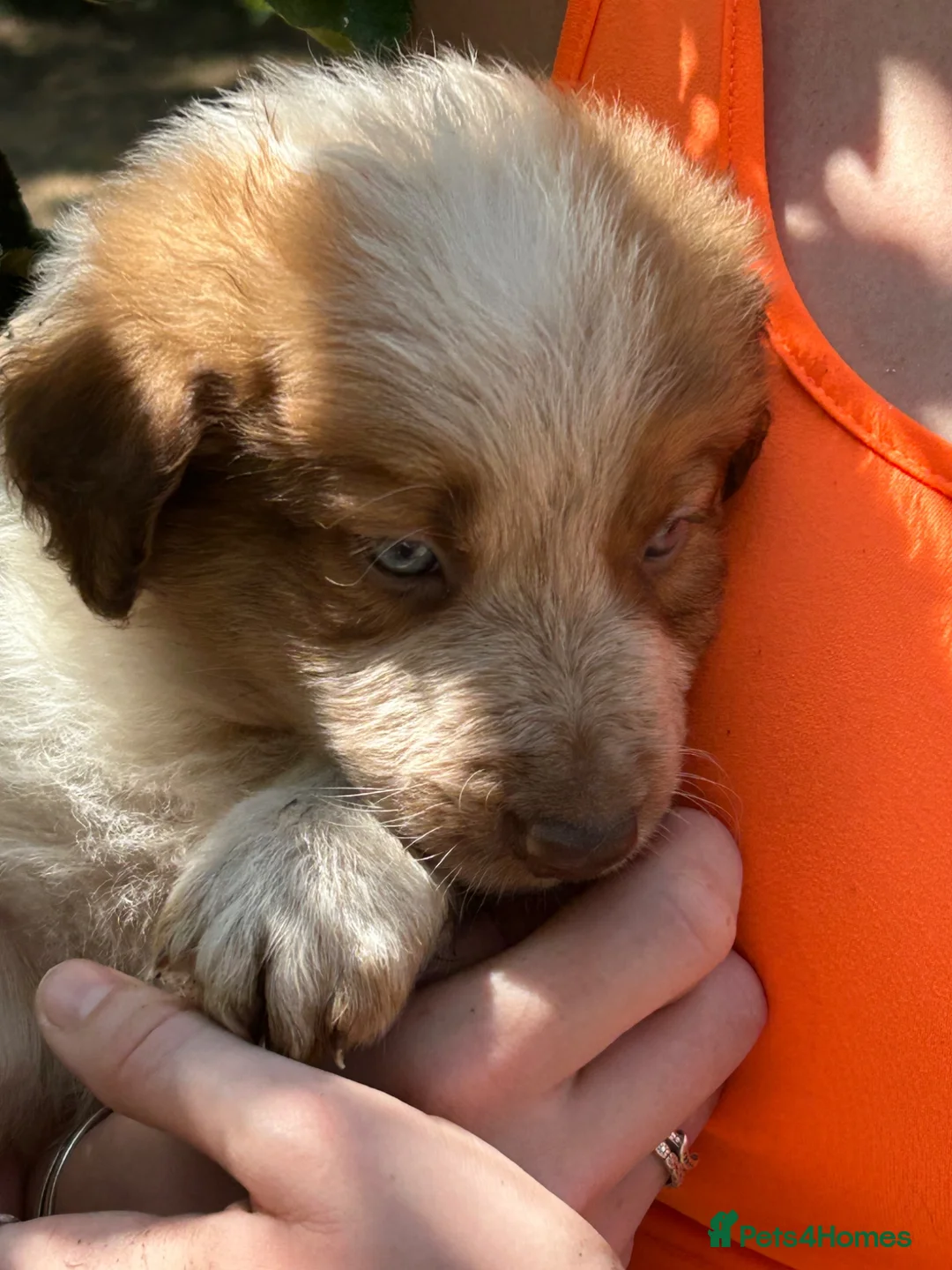 Border Collie dogs for sale: Stunning Border Collie pups in ELY - Advert 26