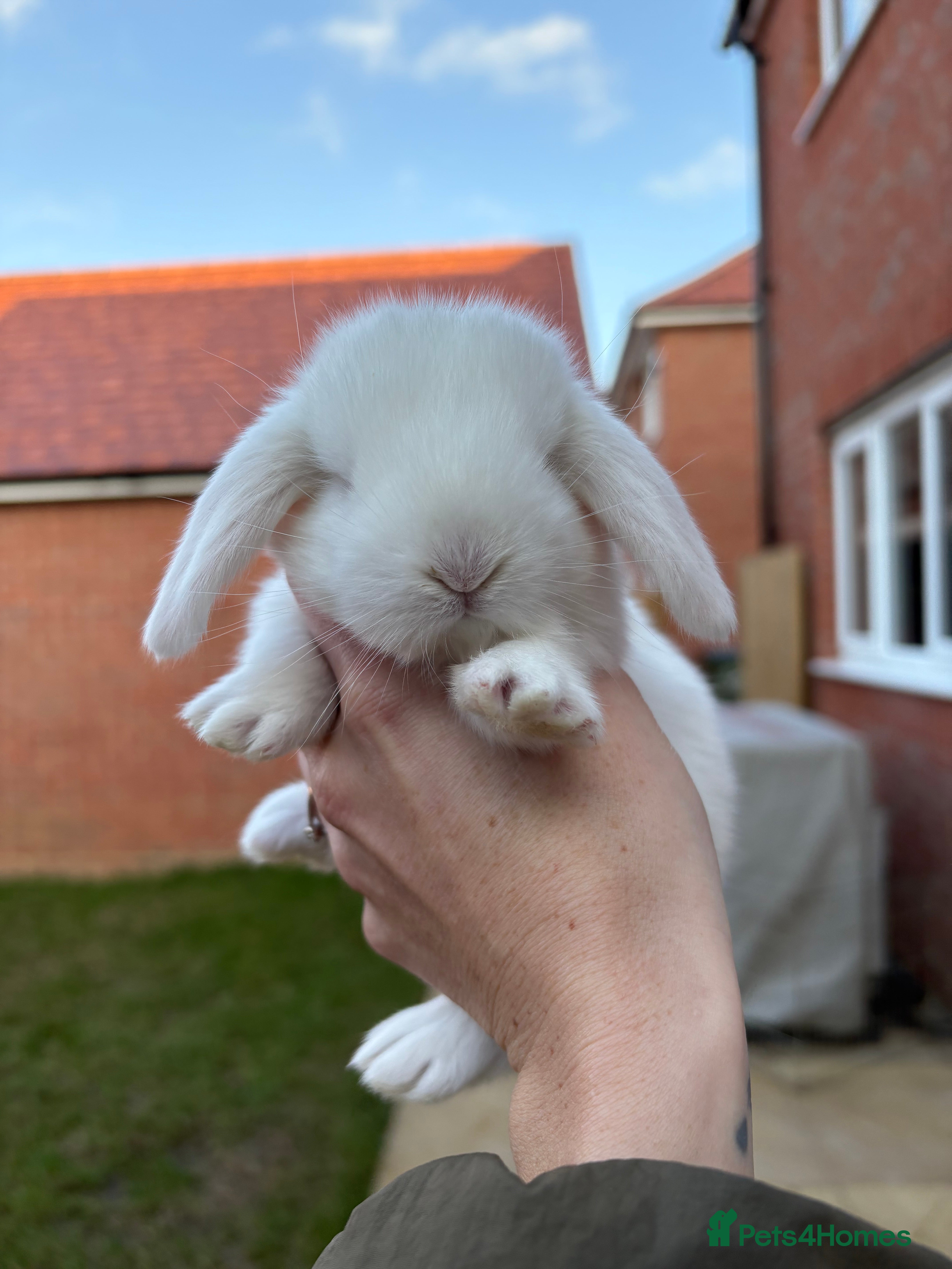 French Lop rabbits REW French Lop - Advert 4
