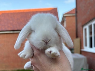 French Lop rabbits REW French Lop - Advert 3