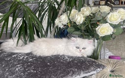 Persian cats for sale: Silver Persian chinchilla kittens, 2 Male 1 Female - Image 4