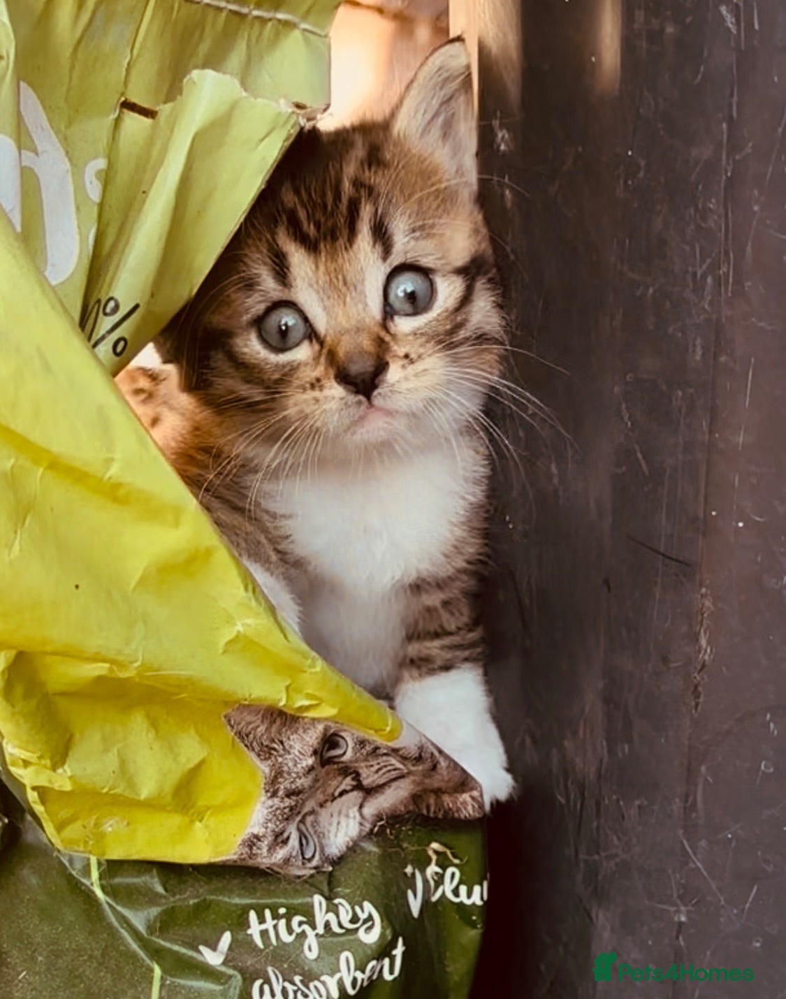 Mixed Breed cats Mixed breed bangle cross tabby girl  - Advert 4