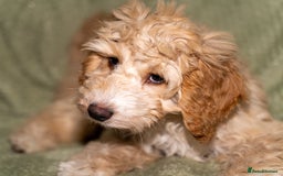 Cockapoo dogs for stud: Male cockapoo for stud 'Woody' - Image 14