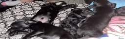 Mixed Breed dogs for sale: Cockapoo cross puppies for sale  - Advert 3