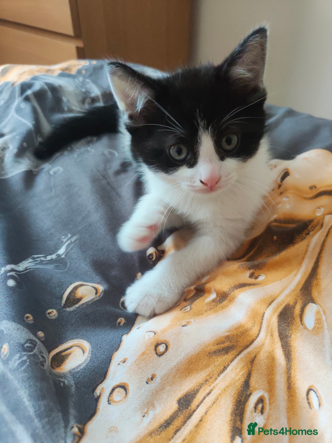 Mixed Breed cats for sale: Beautiful kitten is waiting for family  - Image 3