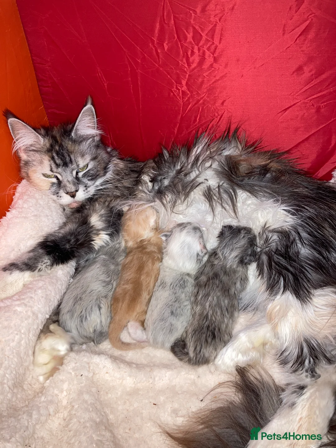Maine Coon cats for sale: Maine coon male kitten - Advert 1