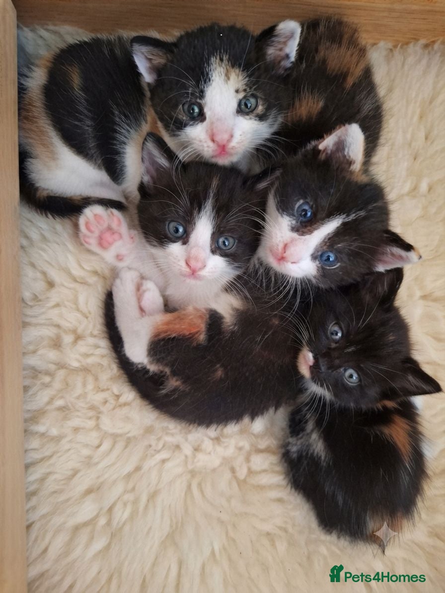 Mixed Breed cats Beautiful ginger tree colour kittens for good home - Advert 1