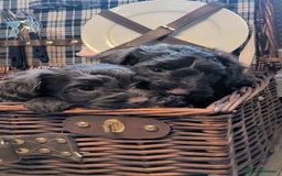 Cockapoo dogs for sale: 4 males and 1 female, chocolate coated cockerpoos  - Image 17