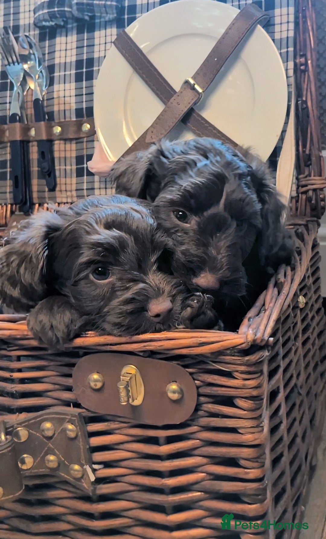 Cockapoo dogs for sale: 4 males and 1 female, chocolate coated cockerpoos  - Image 17