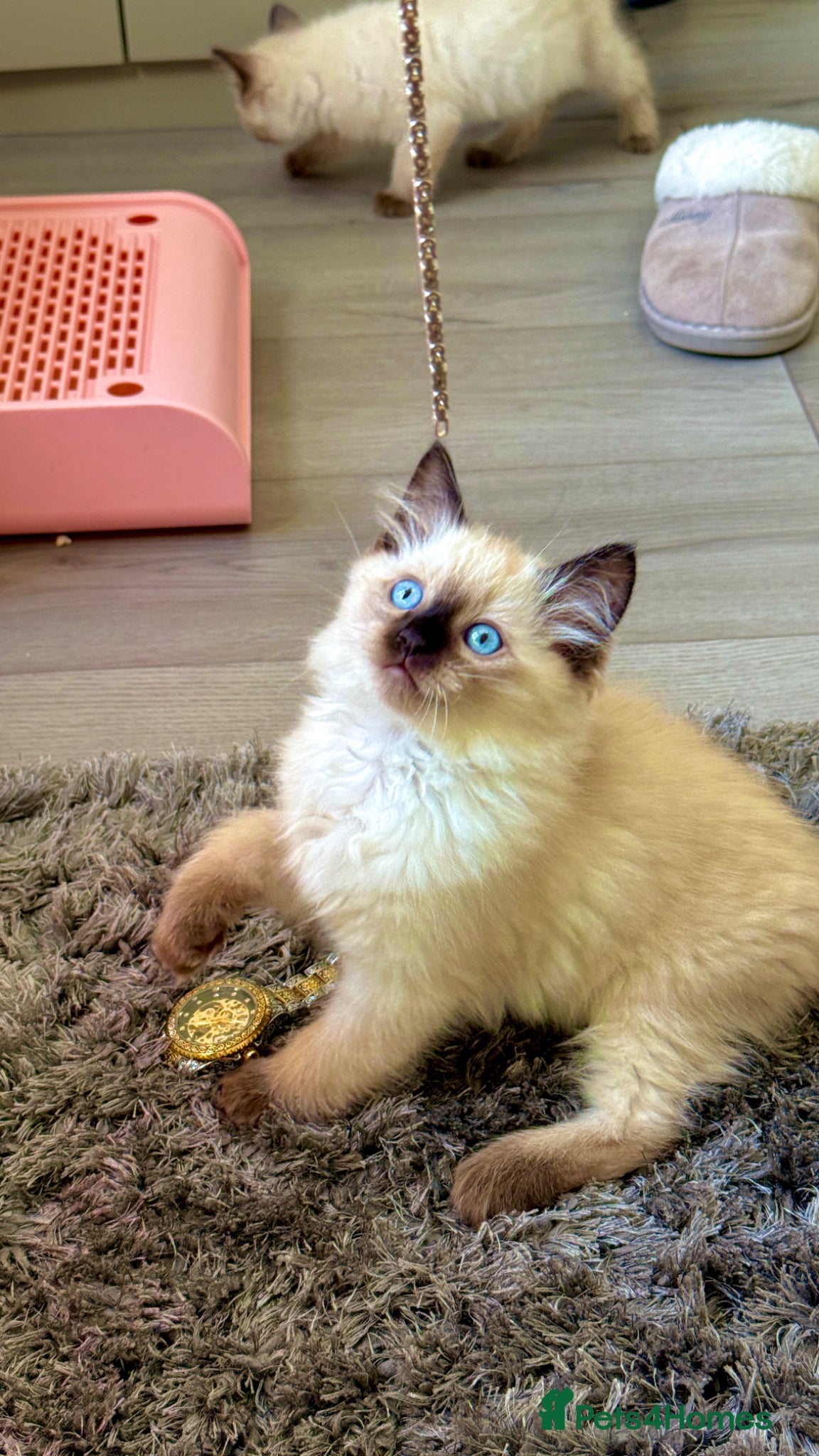 Ragdoll cats Pure healthy 6 Ragdolls kittens - Advert 1