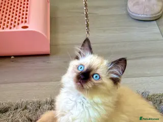 Ragdoll cats Pure healthy 6 Ragdolls kittens - Advert 1