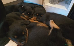 Rottweiler dogs for stud: Proven kc reg Health tested hip and elbow scored in Windsor - Image 26