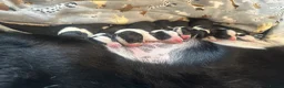 Border Collie dogs for sale: 4 boys 4 girls border collie for sale - Advert 17