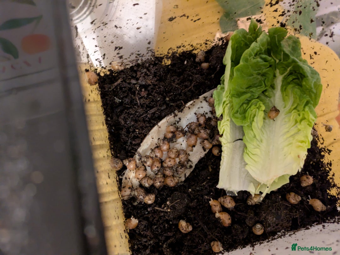 Snails invertebrates for sale: Giant African land snails  - Image 4